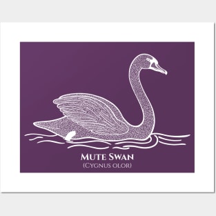 Mute Swan with Common and Scientific Names - water bird design Posters and Art